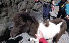 pony cliff rescue