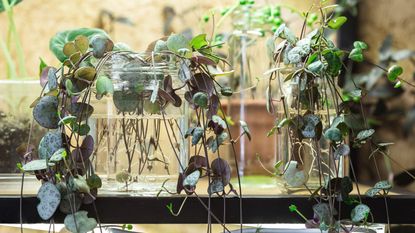String of Hearts plant stem cuttings in glass jar on the shelf propagating and growing new roots