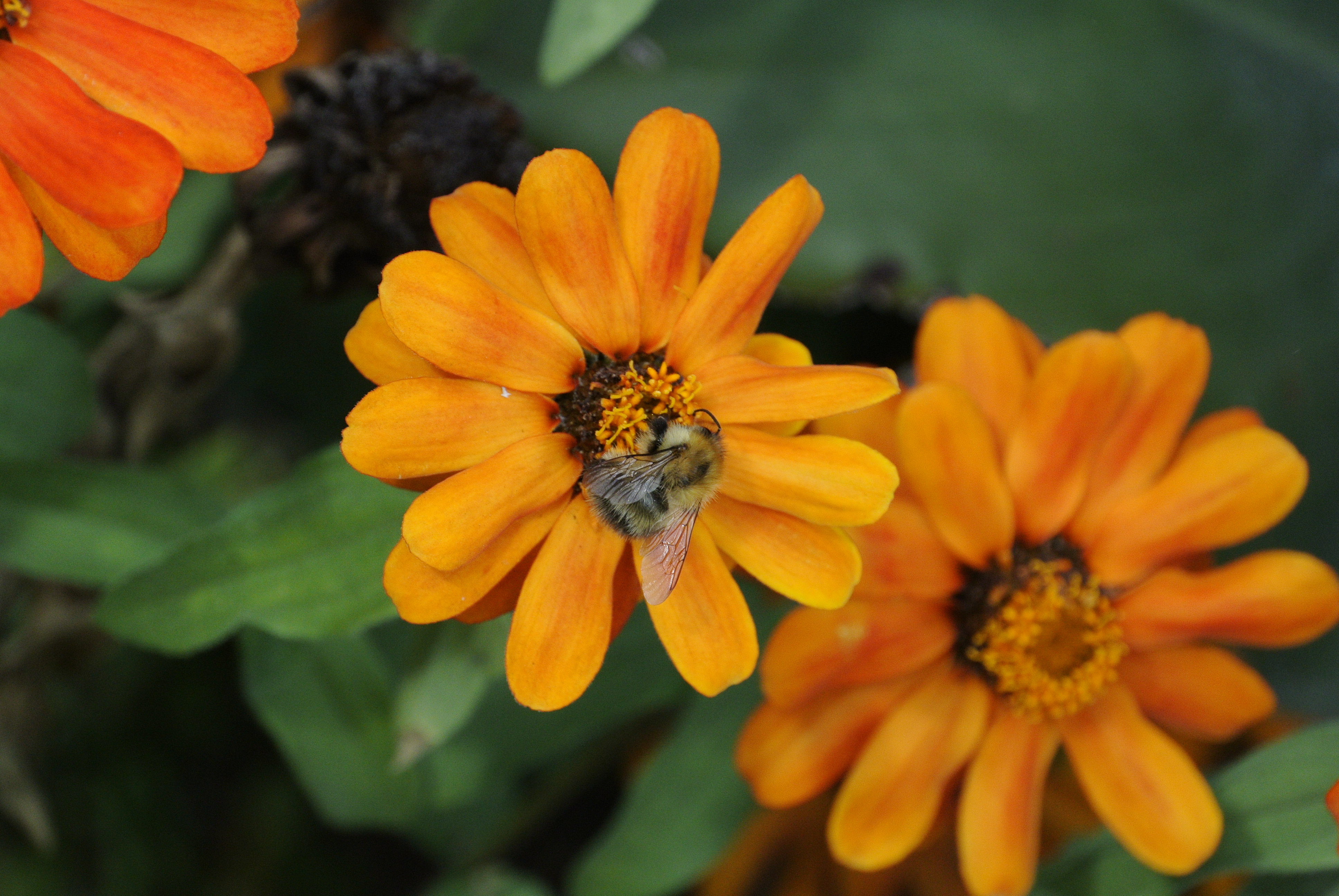 Nikon 1 v1 review