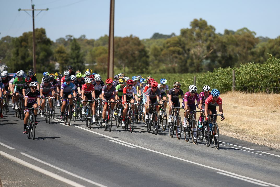 The peloton in the Barossa