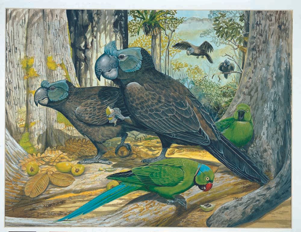Cranky Parrots? Weird Island Animals Described in Long-Lost Report | Live  Science
