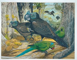animals, mauritius, birds, ecology