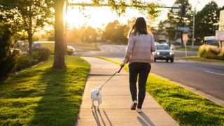 Woman walking small white dog along the sidewalk with her back facing the camera, a way to take a break to avoid burnout