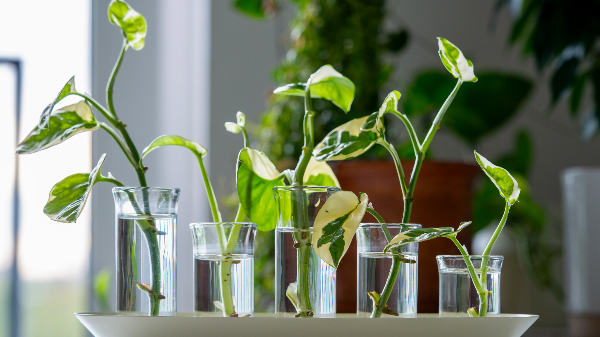 pothos cuttings in glasses filled with water