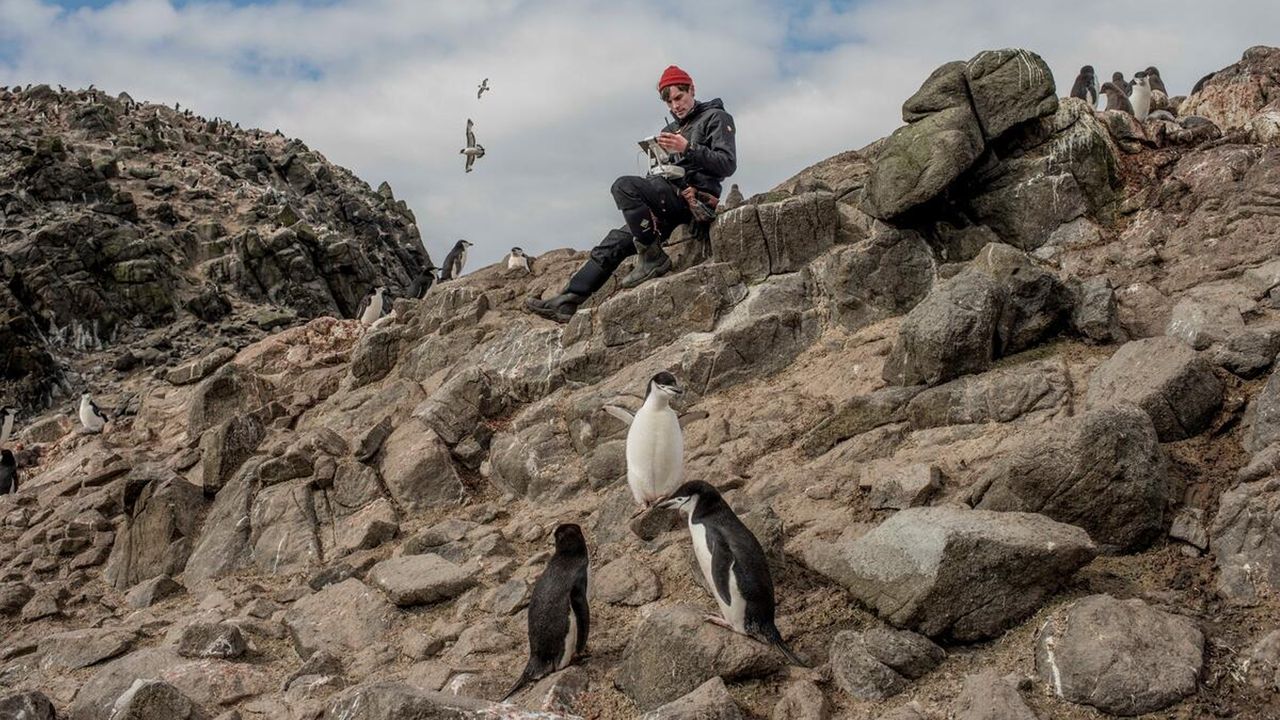 Scientist Michael Wethington, an applied ecologist at Stony Brook University in New York, pilots a drone over a penguin colony in Wide Open Island in Antarctica.