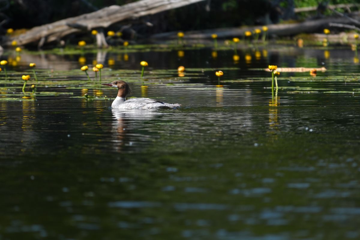 Sample images shot with the Sony RX10 V