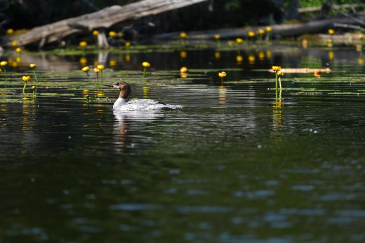 Sample images shot with the Sony RX10 V