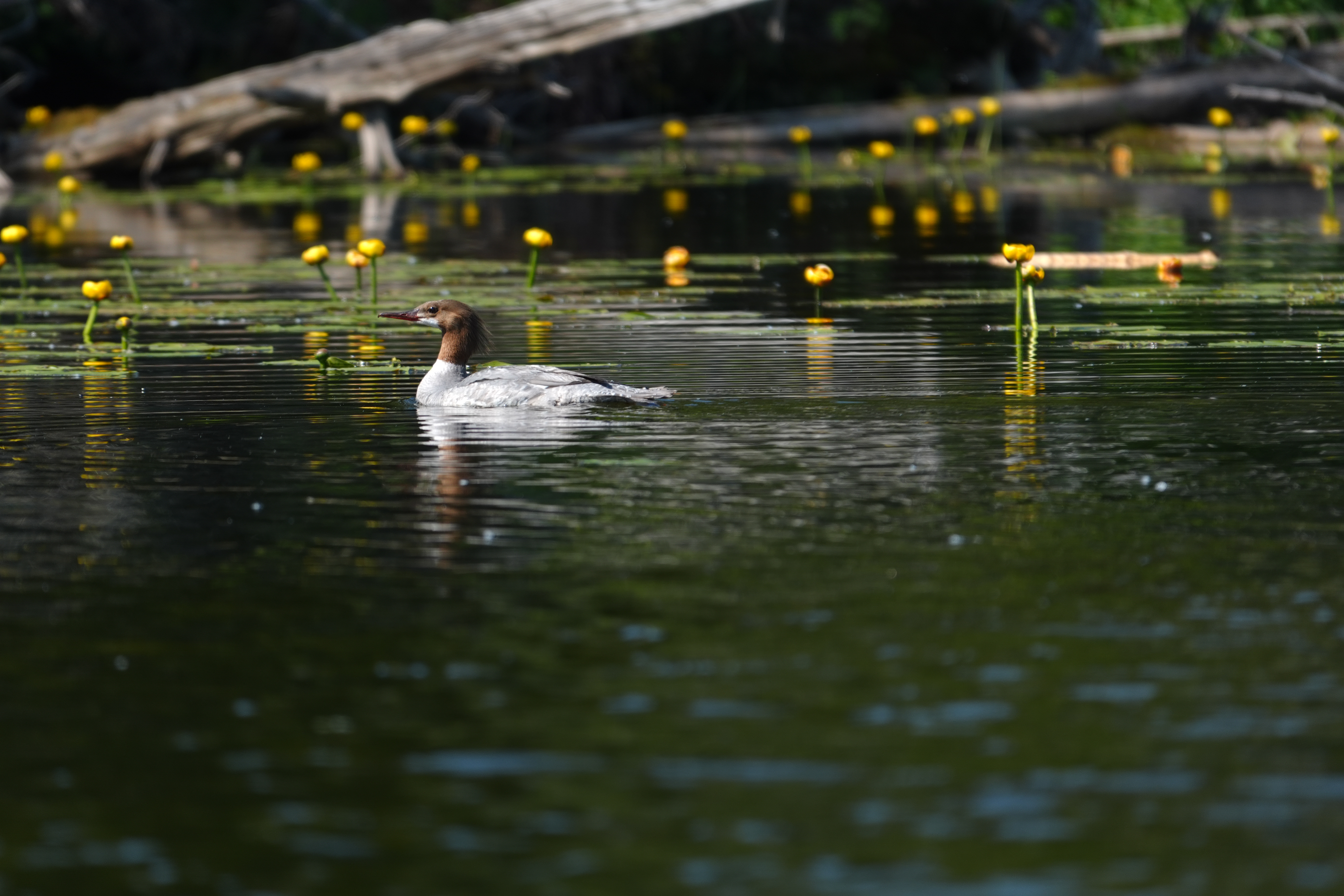 Sample images shot with the Sony RX10 V