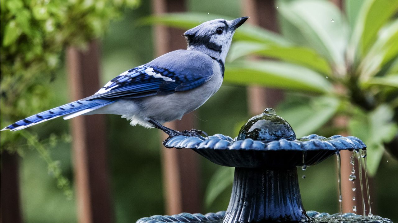 How to help birds in summer