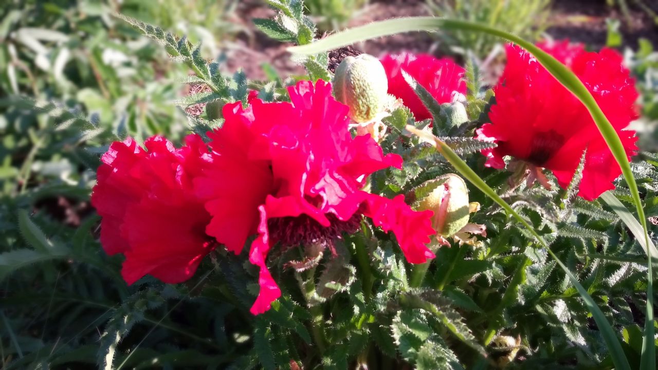 Another attempt at bokeh. Again, the focus is scattershot, and additionally the sensor seems to struggle with the strong red in sunlight.