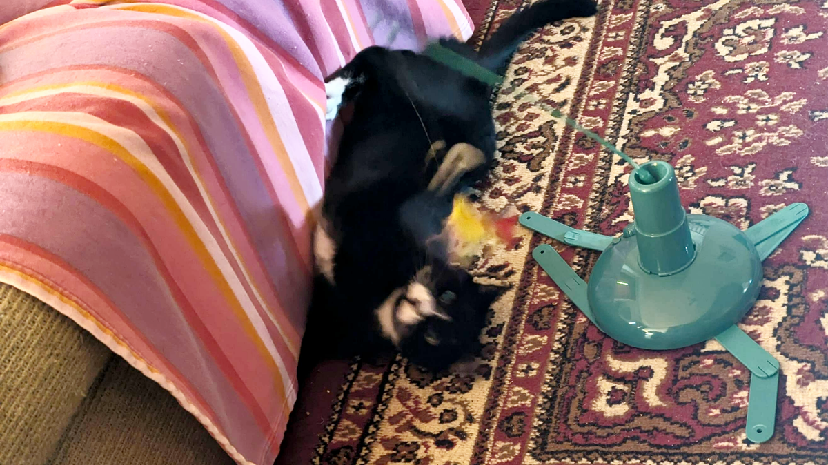 Janet's cat playing with the SmartyKat Loco Motion Electronic Cat Toy, one of the best toys for indoor cats