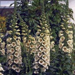 Cream Foxglove with several spikes of blooms
