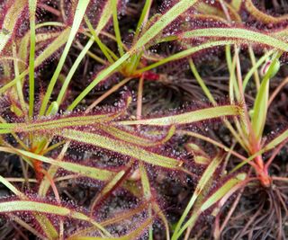 sundew plants growing in compost under glass