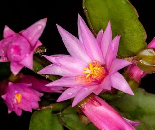 Easter cactus with pink flowers