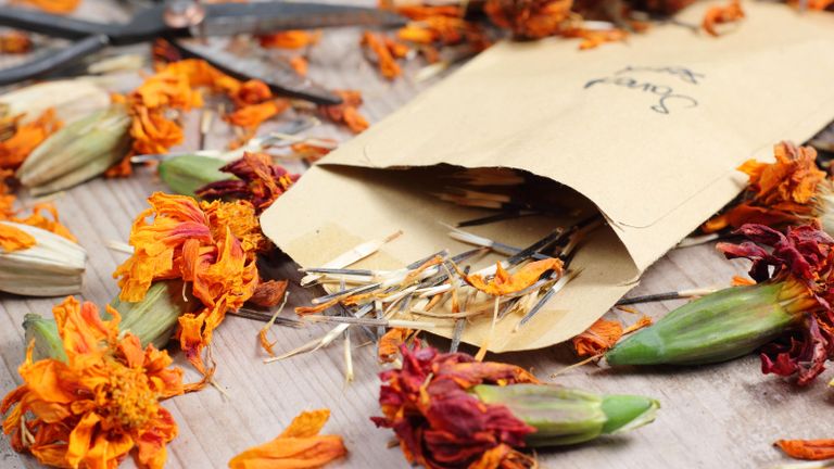 marigold (Tagetes) seeds and dried flowers