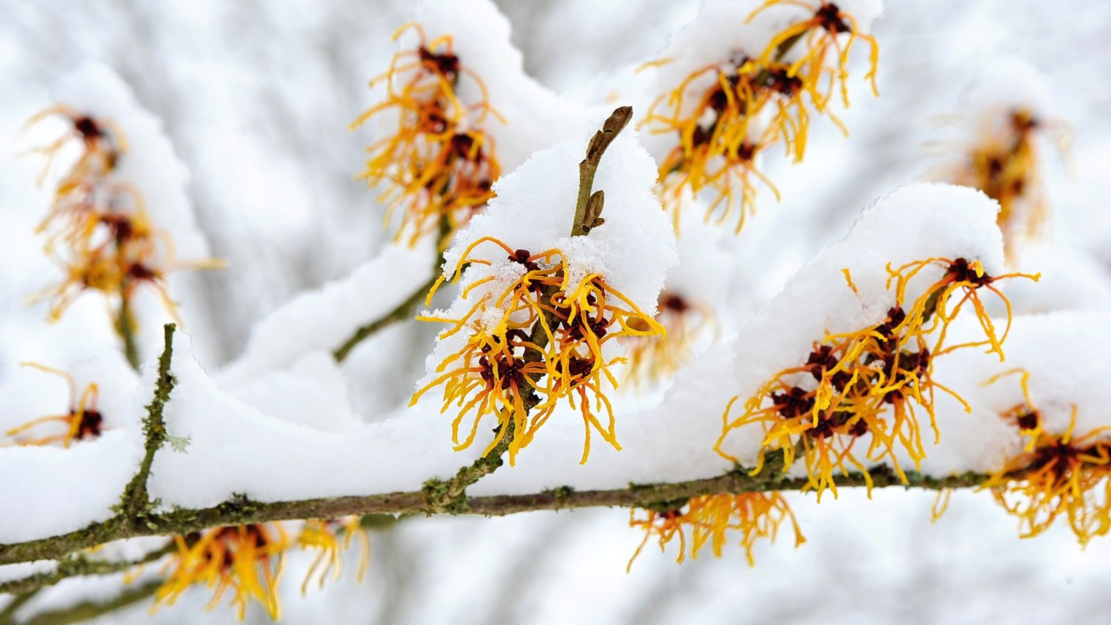 7 Winter-Blooming Plants Thriving at the New York Botanical Garden in February – and You Can Grow Them in Your Backyard, Too