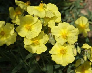 Helianthemum 'Wisley Primrose'