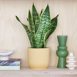 Dunelm Snake Plant