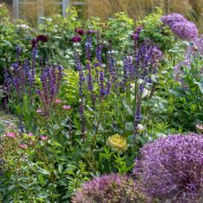 Flower bed in garden with mixed planting