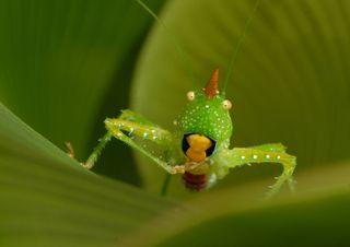 image of a katydid observed during an expedition in suriname