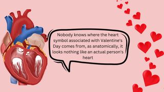 Human heart and Valentine's hearts
