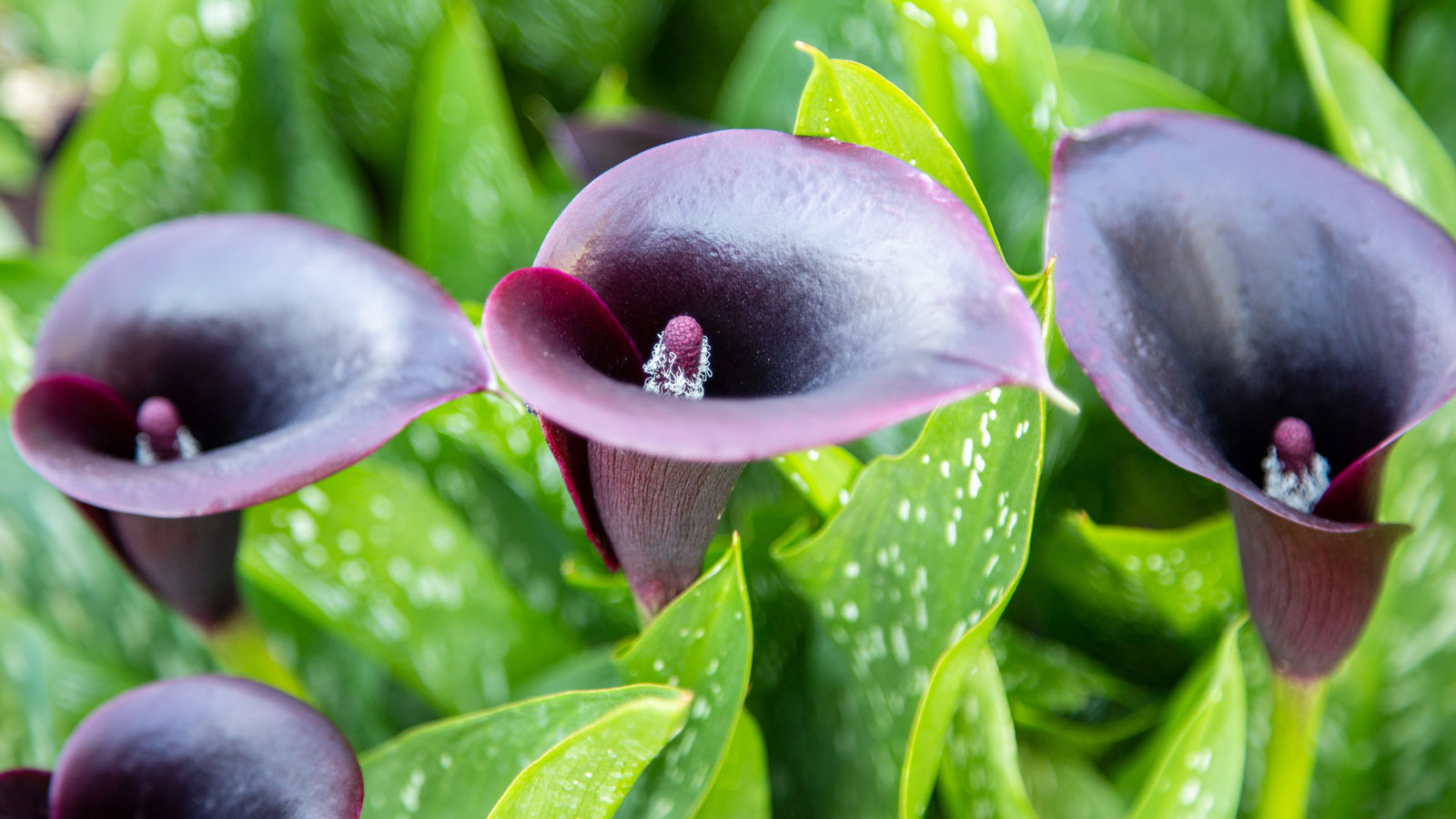 black flower garden with dark calla lily plants