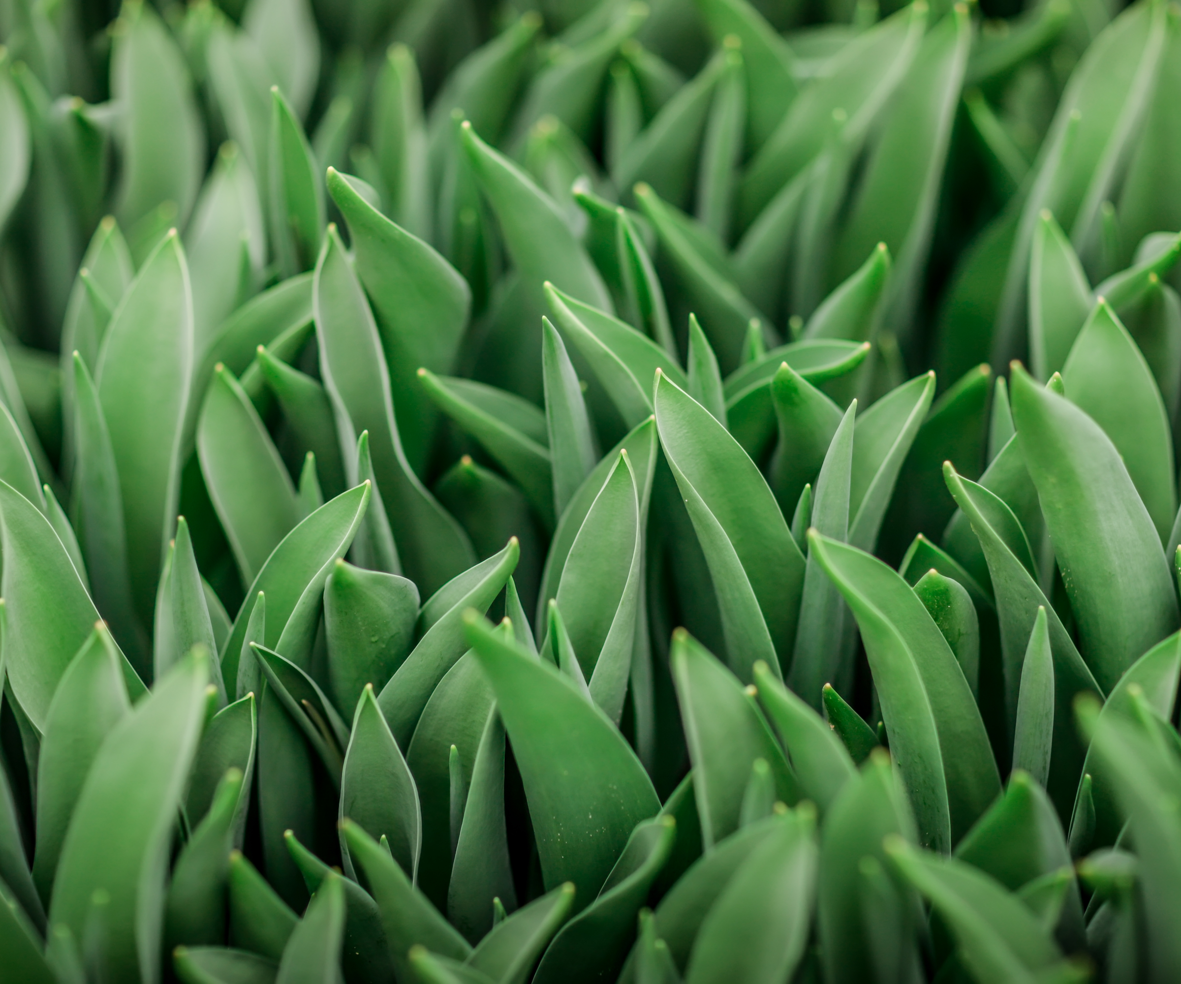 Tulip leaves, no flowers