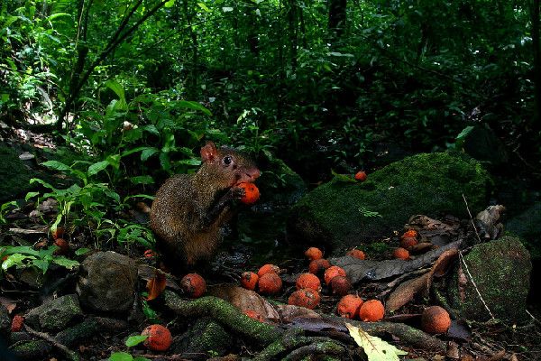 An agouti nibbles on orange fruit from the black palm tree, which contains large seeds.