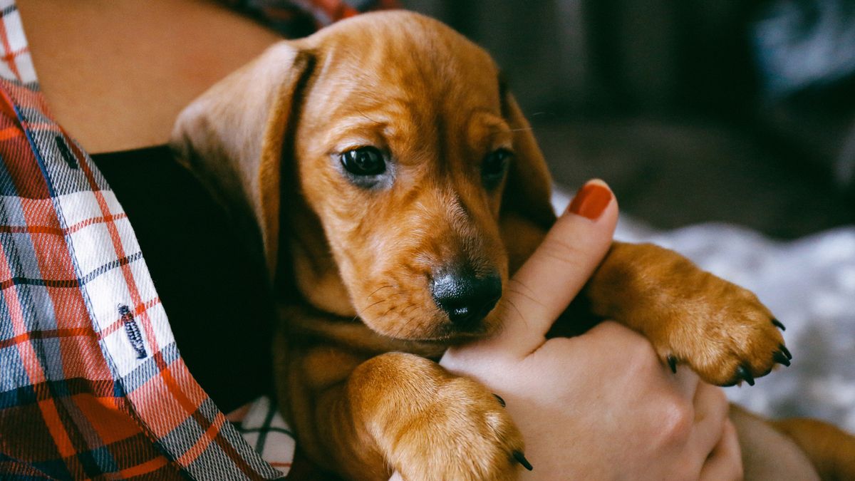 Dog being cradled by a human