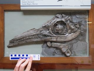 An ichthyosaur from the genus Ichthyosaurus that is on display at the Natural History Museum in London. You can spot evidence for a salt gland duct by looking at the tiny circular bump in the crevice (the nares) to the left of the eye and above the jaw.