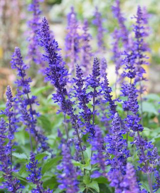 salvia 'May Night'