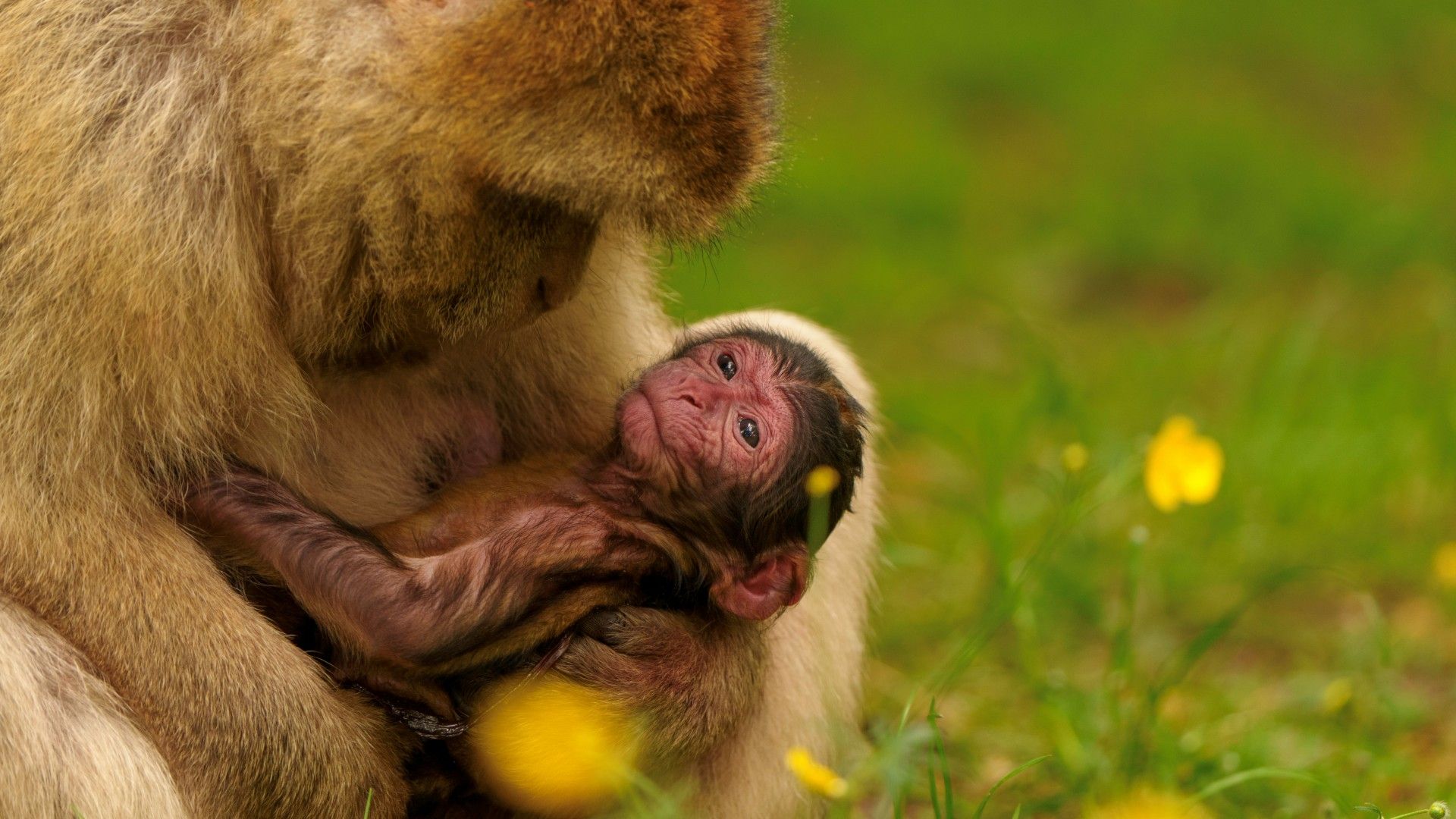 
                                A Barbary macaque baby clings to its mother at Trentham Monkey Forest in Stoke-on-Trent, England 
                            