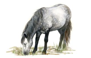 Native horse breeds of Britain