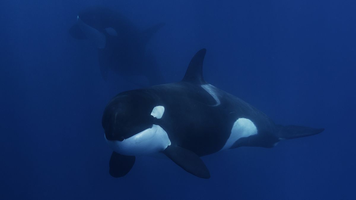 Killer whales off Western Australia.