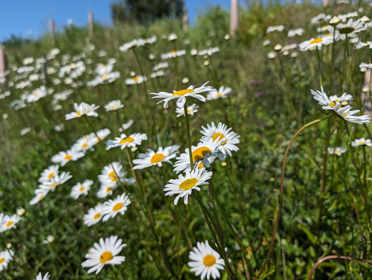 Google Pixel 8 Pro