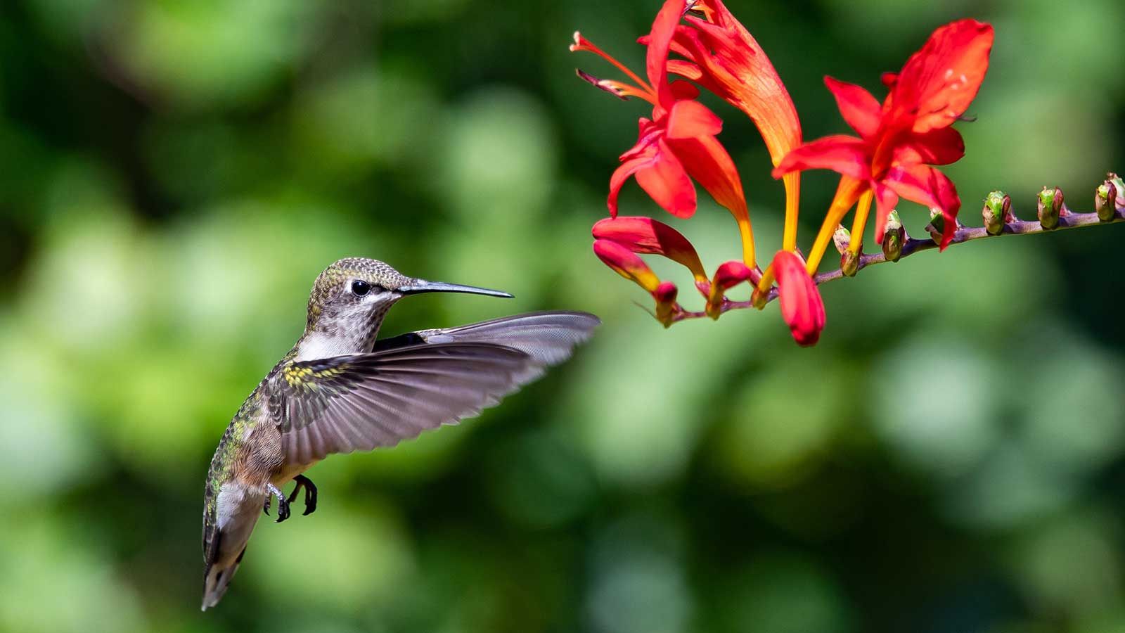 what-color-flowers-should-you-plant-to-attract-hummingbirds