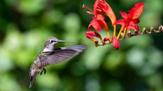 crocosmia and hummingbird