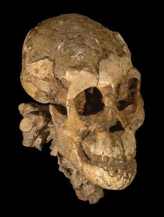 Shown here, the skull of a juvenile <em>Australopithecus afarensis</em>, the oldest known fossil of a girl.