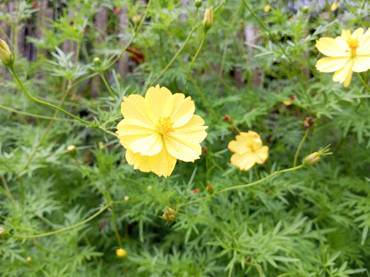 Tecno Spark 9 Pro camera sample