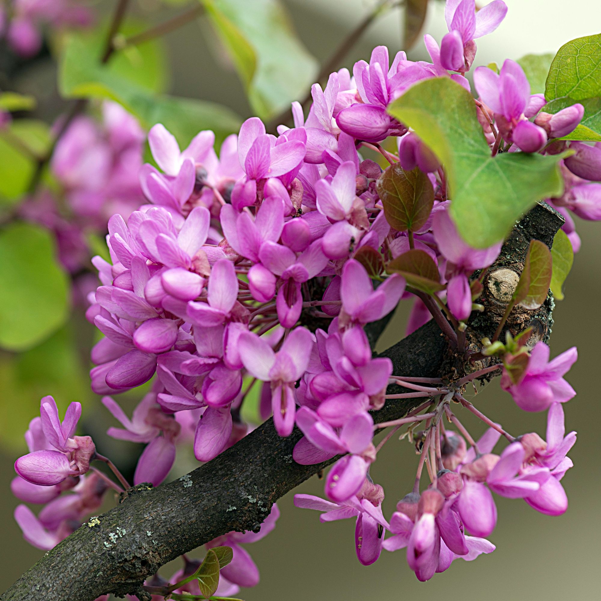 Flowering Judas tree