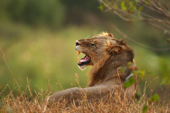 Lions in India. 