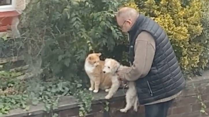 man introduces his puppy to neighborhood cat