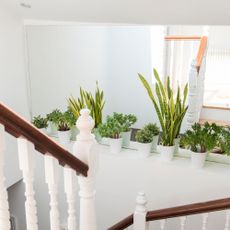 Potted snake plants and succulent houseplants on ledge next to mirror in staircase area