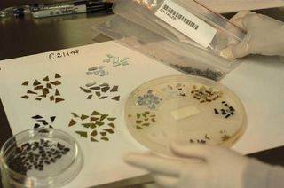 a pair of gloved hands sorts small metallic fragments into plastic trays