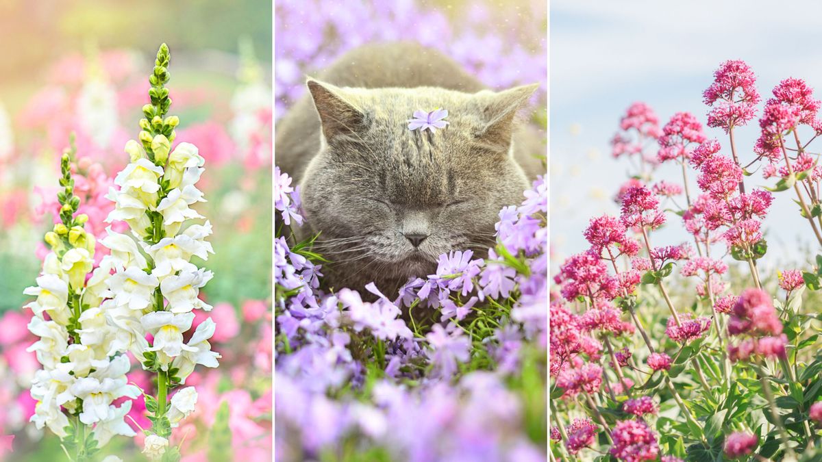 12 magnifiques plantes de jardin sans danger pour les chats, selon les pros