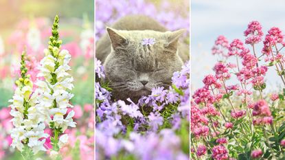 Knowing the plants that are safe for cats is useful. Here are three of these - a white snapdragon plant in a field, a gray sleeping cat with light purple flowers around it, and dark pink valerian flowers