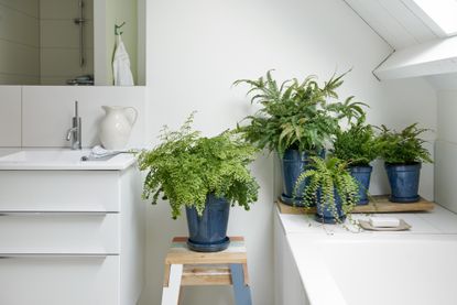 A selection of houseplants in pots on a tabletop