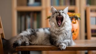 Cat teeth: a Maine Coon yawning and showing its teeth