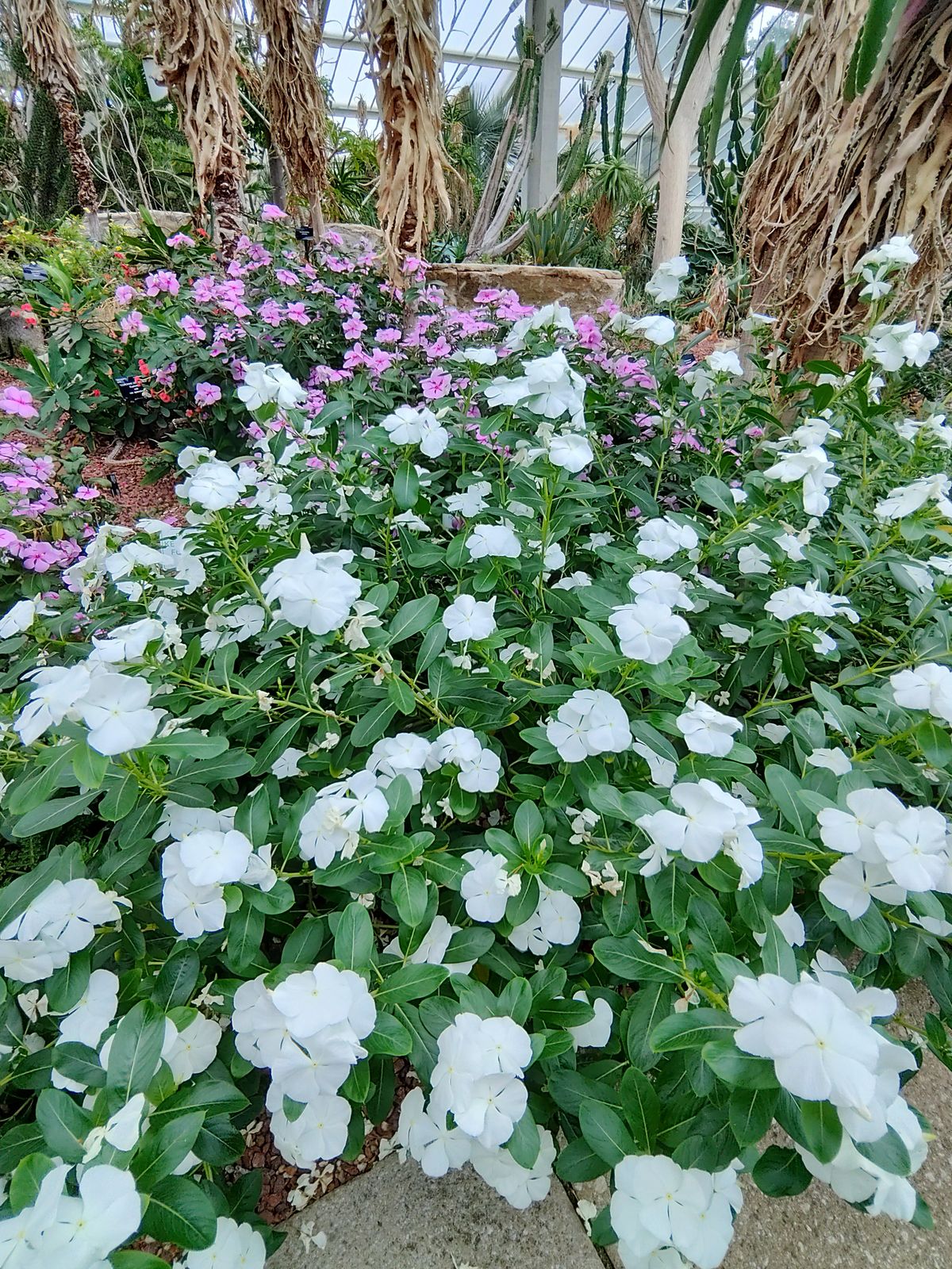 Sample image taken at Kew Gardens using the Rokid AI Glasses Style