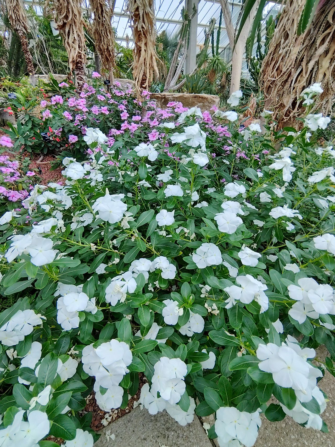 Sample image taken at Kew Gardens using the Rokid AI Glasses Style